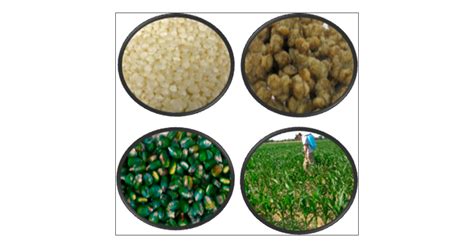 aflatoxins in agriculture